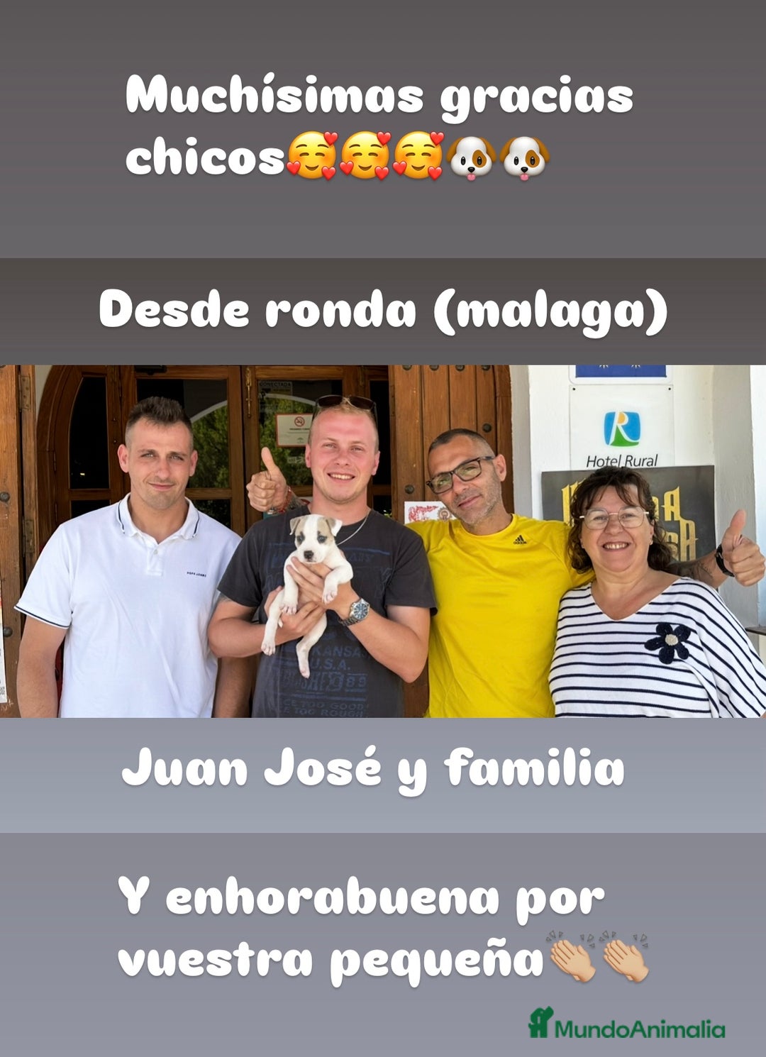 American Staffordshire-Terrier perros en venta: American Stanford, mis pequeños - Imagen 12