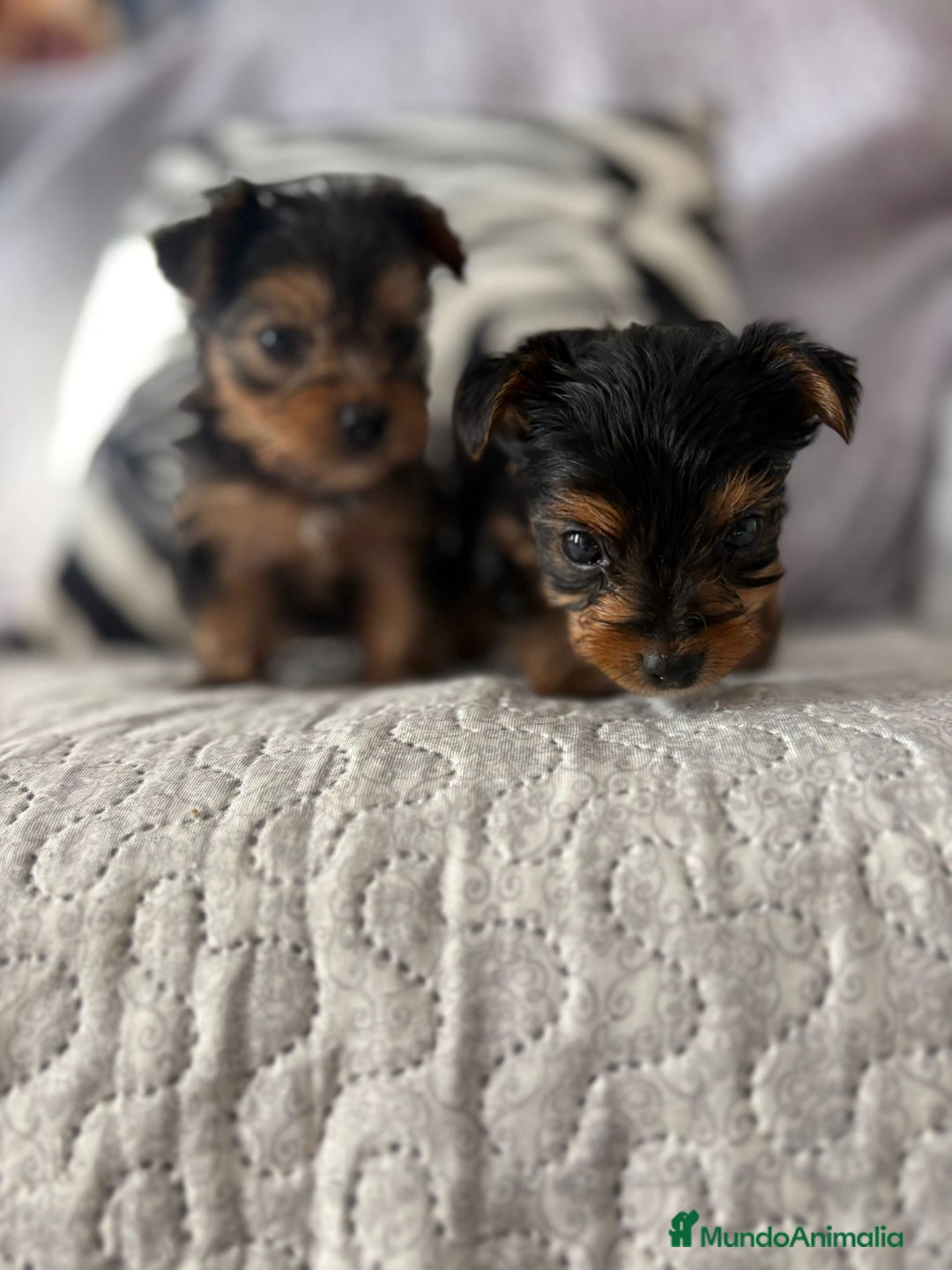 Yorkshire Terrier perros en venta: Yorkshire mini - Imagen 5