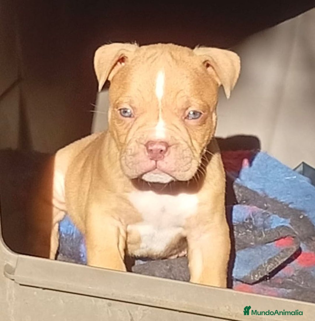 American Bully perros en venta: American bully - Anuncio 2