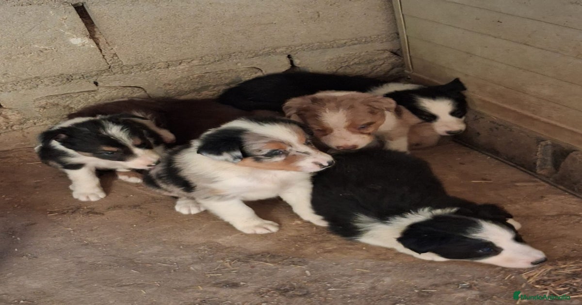 Boder collie en provincia de Madrid en venta en Navalcarnero ...