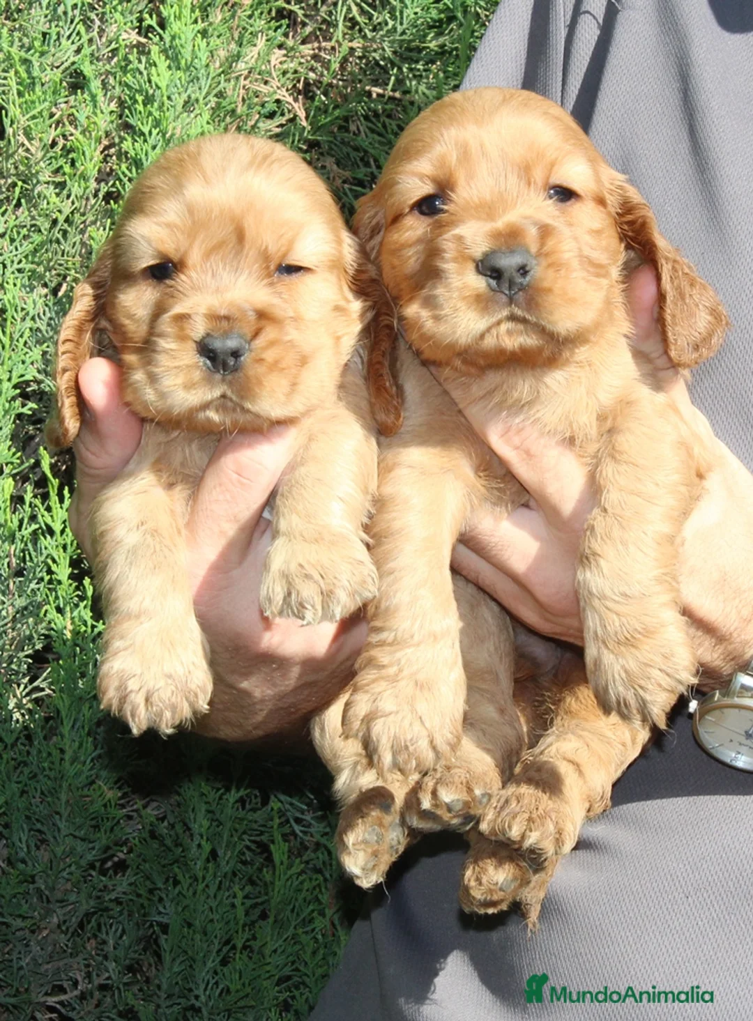 Cocker Spaniel Inglés perros en venta: Cocker Spaniel ingles  - Anuncio 2