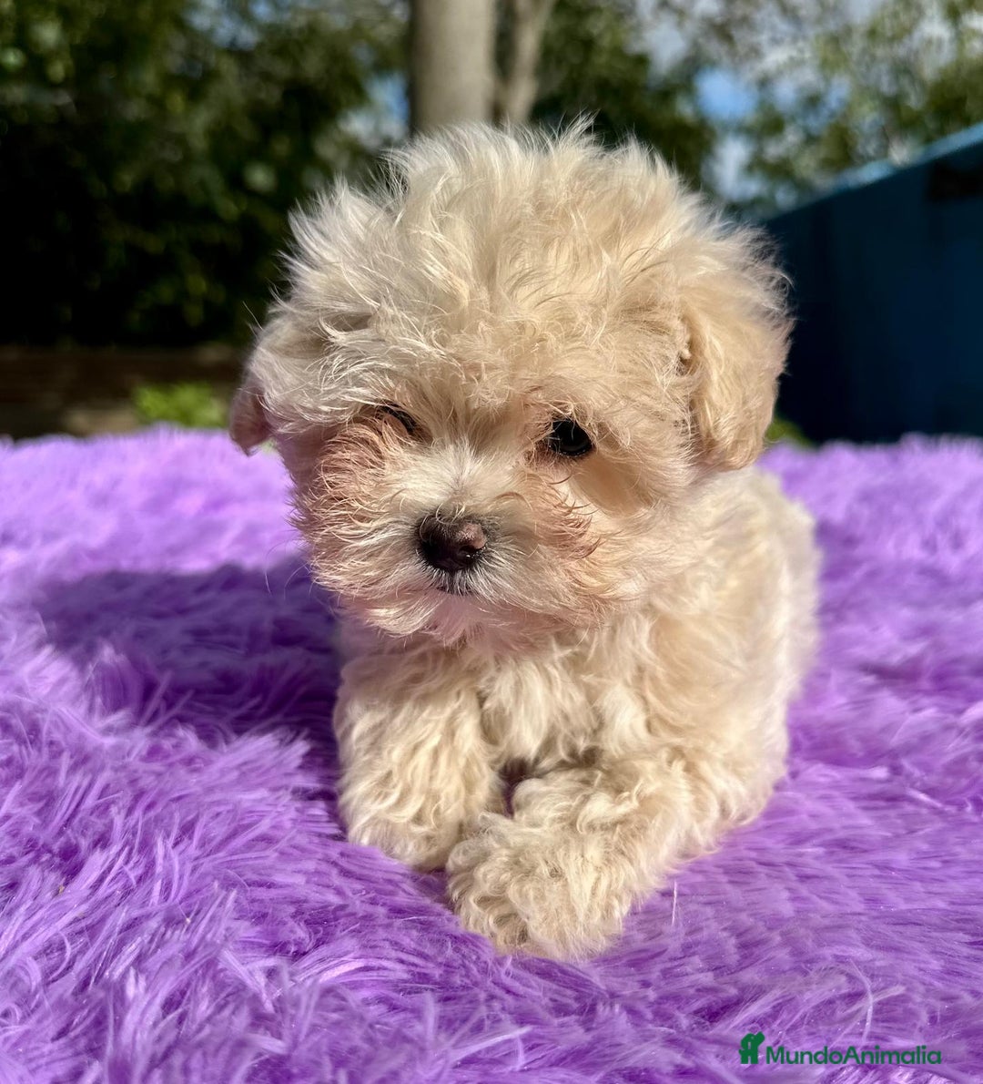 Maltipoo perros en venta: Maltipoo apricot y negro - Anuncio 8