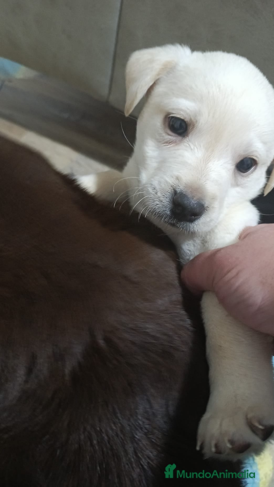 Labrador Retriever perros Labrador retriever canela  - Anuncio 1