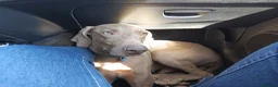 Weimaraner perros en venta: Hembrita Weimaraner  - Anuncio 9