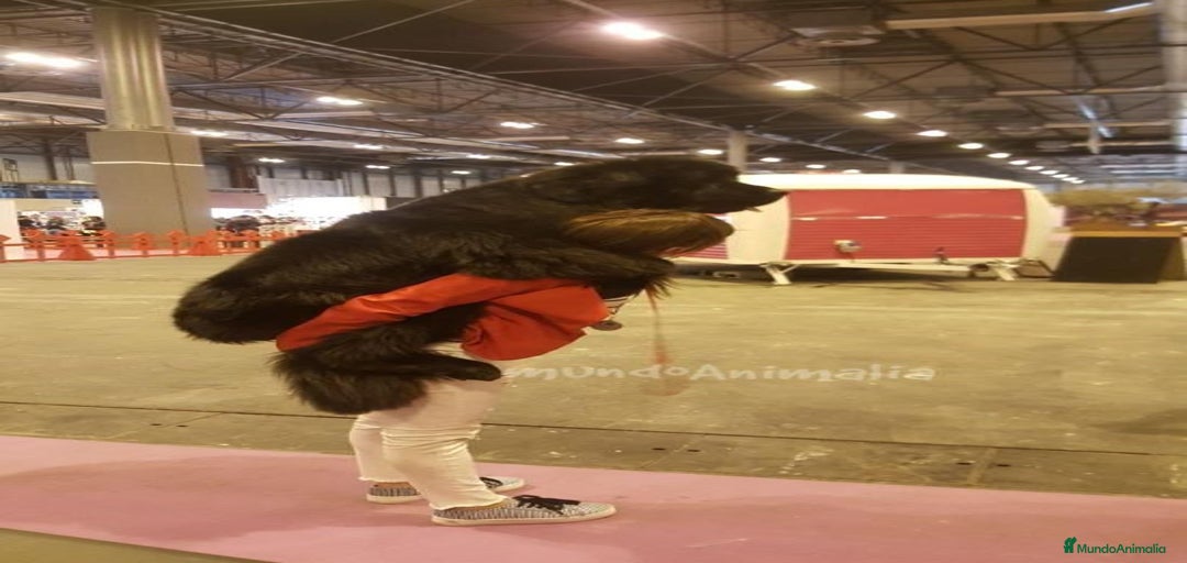 Imagen de galería {{count}}