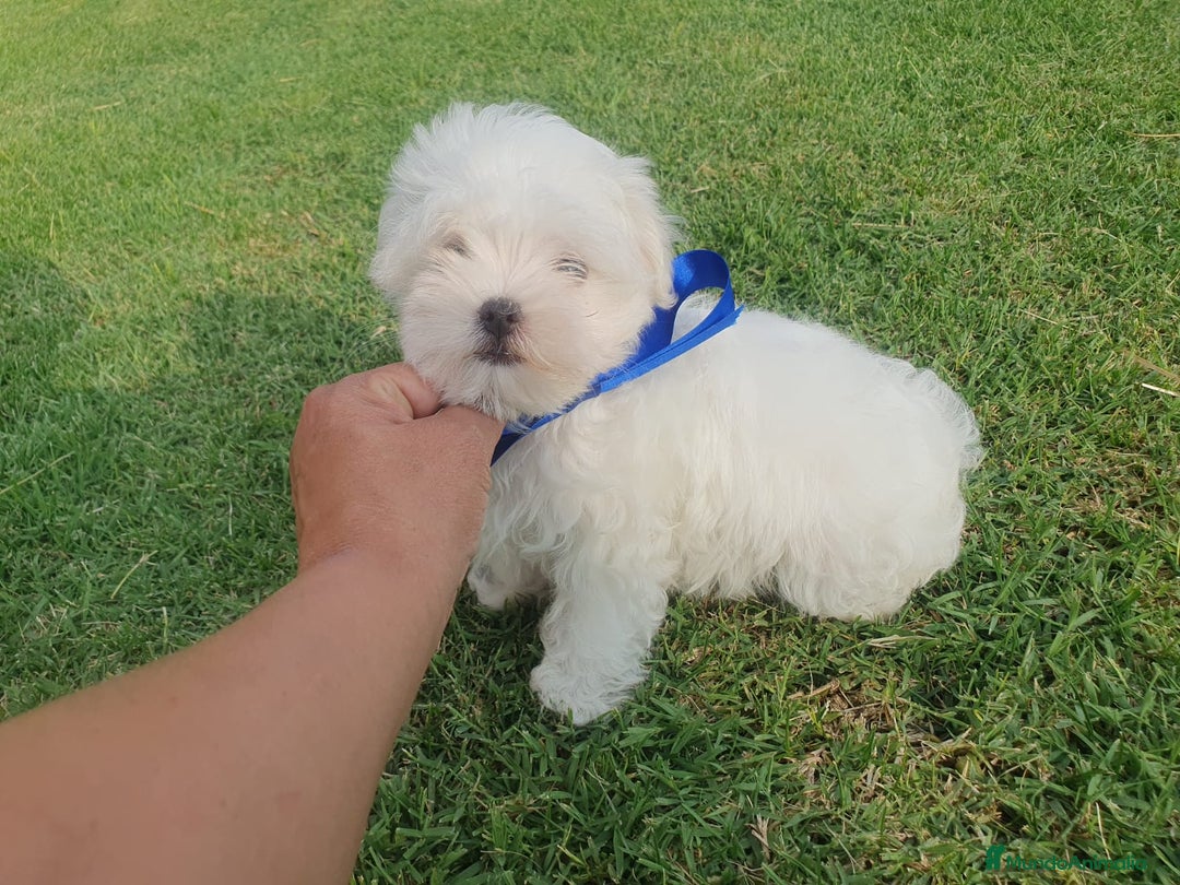 Bichón Maltés perros en venta: Bichon Maltes  - Imagen 5