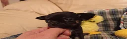 Chihuahua perros en venta: Chihuahuas micro toy máxima calidad - Anuncio 15