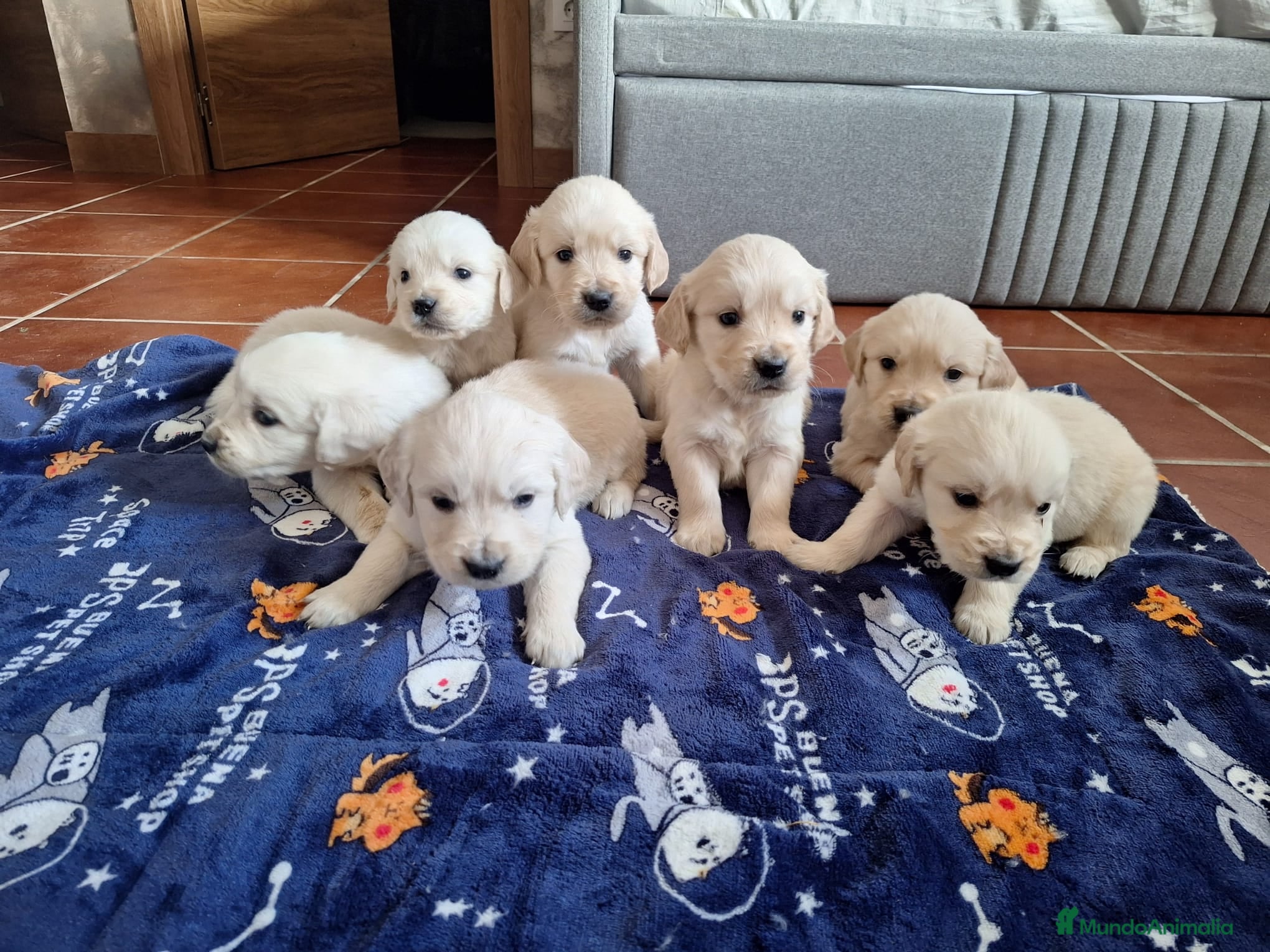 Golden Retriever perros Cachorros de golden retriever - Anuncio 2