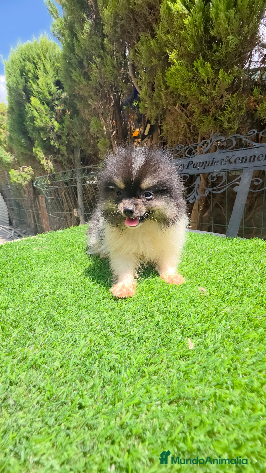Pomerania perros en venta: Ponerania TEA CUP - Anuncio 2