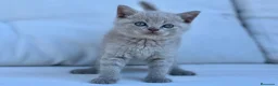 Británico de Pelo Corto gatos en venta: BRITISHSHORTHAIR LILAC ESPECTACULAR! - Anuncio 5
