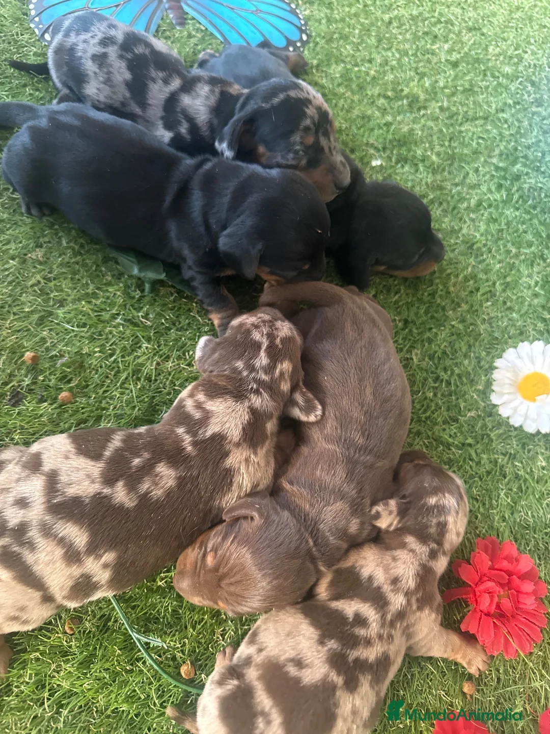 Teckel Miniatura perros en venta: Venta Teckel  - Anuncio 1