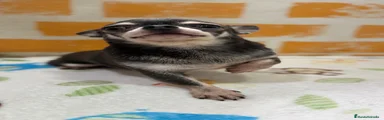 Chihuahua 3