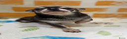Chihuahua perros en venta: Chihuahua linea rusa - Anuncio 5