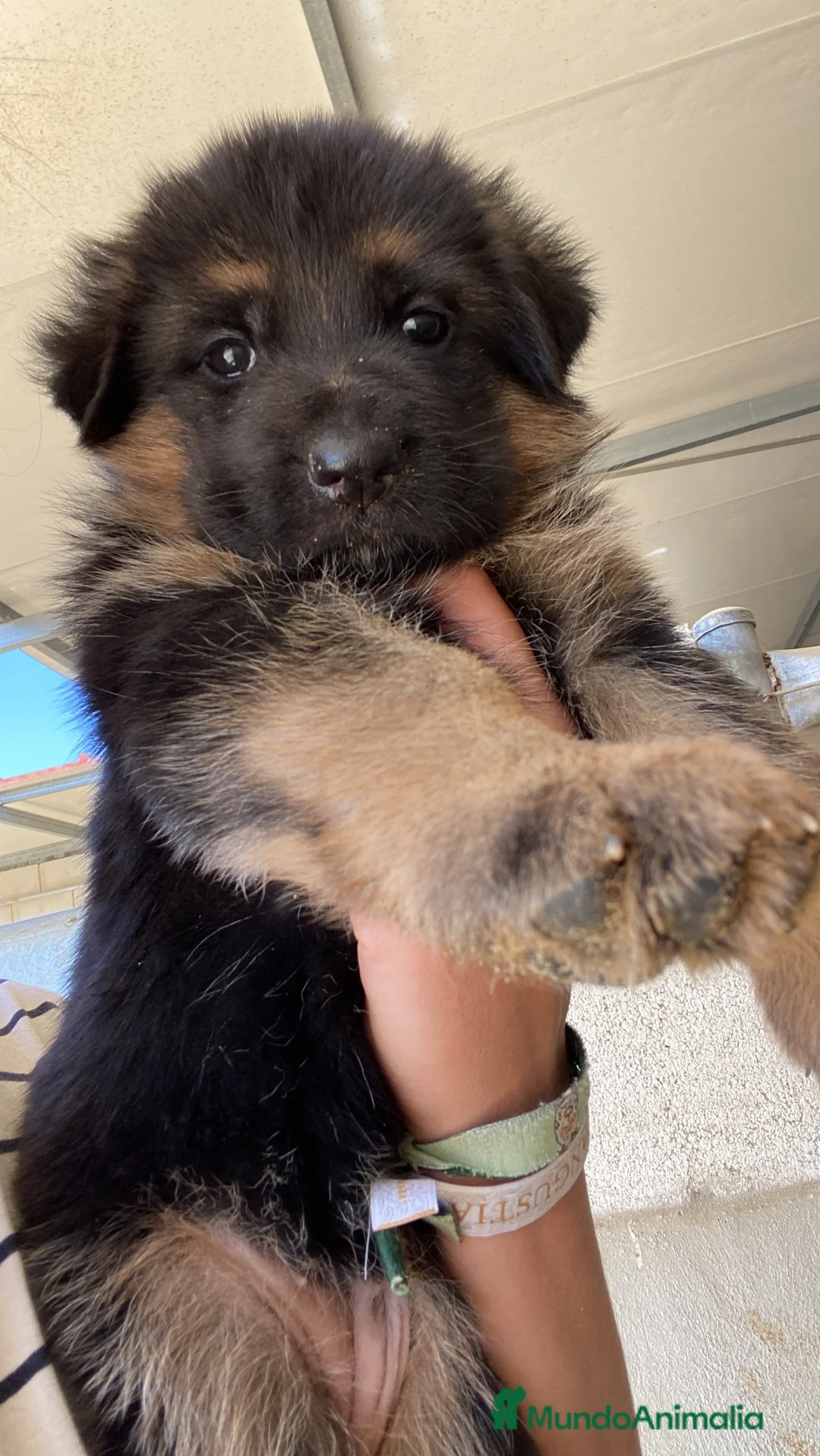 Pastor Alemán perros en venta: CACHORROS DE PASTOR ALEMAN - Anuncio 8