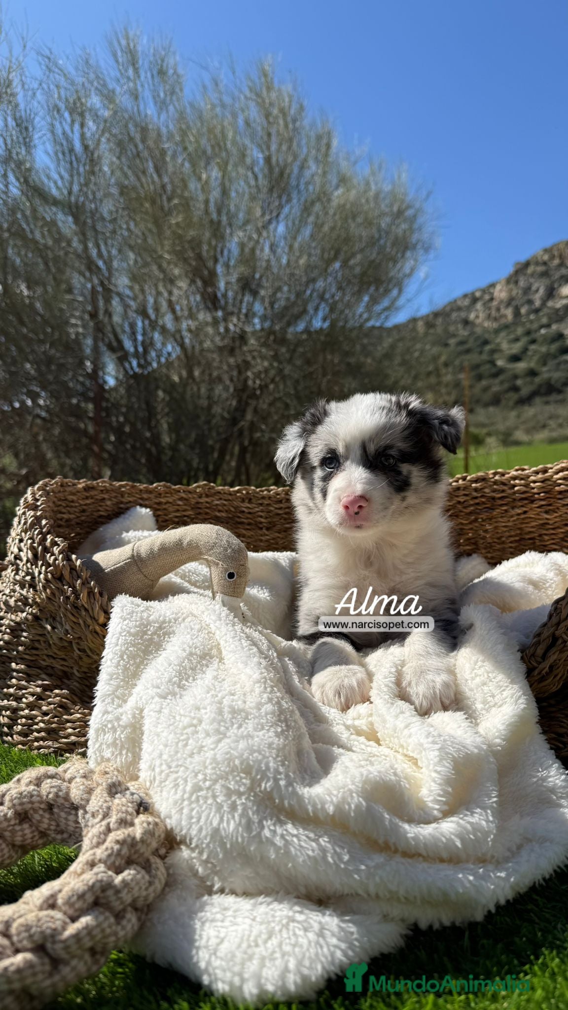 Border Collie perros BORDER COLLIE - Anuncio 1