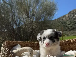 Border Collie perros BORDER COLLIE - Anuncio 1