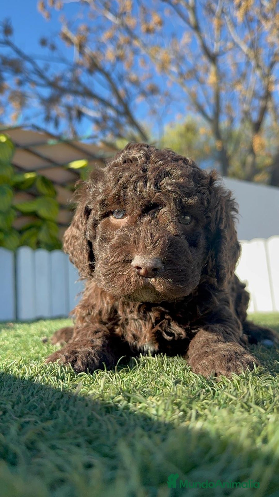 Perro de Agua Español perros en venta: PERRO DE AGUA ESPAÑOL - Anuncio 17