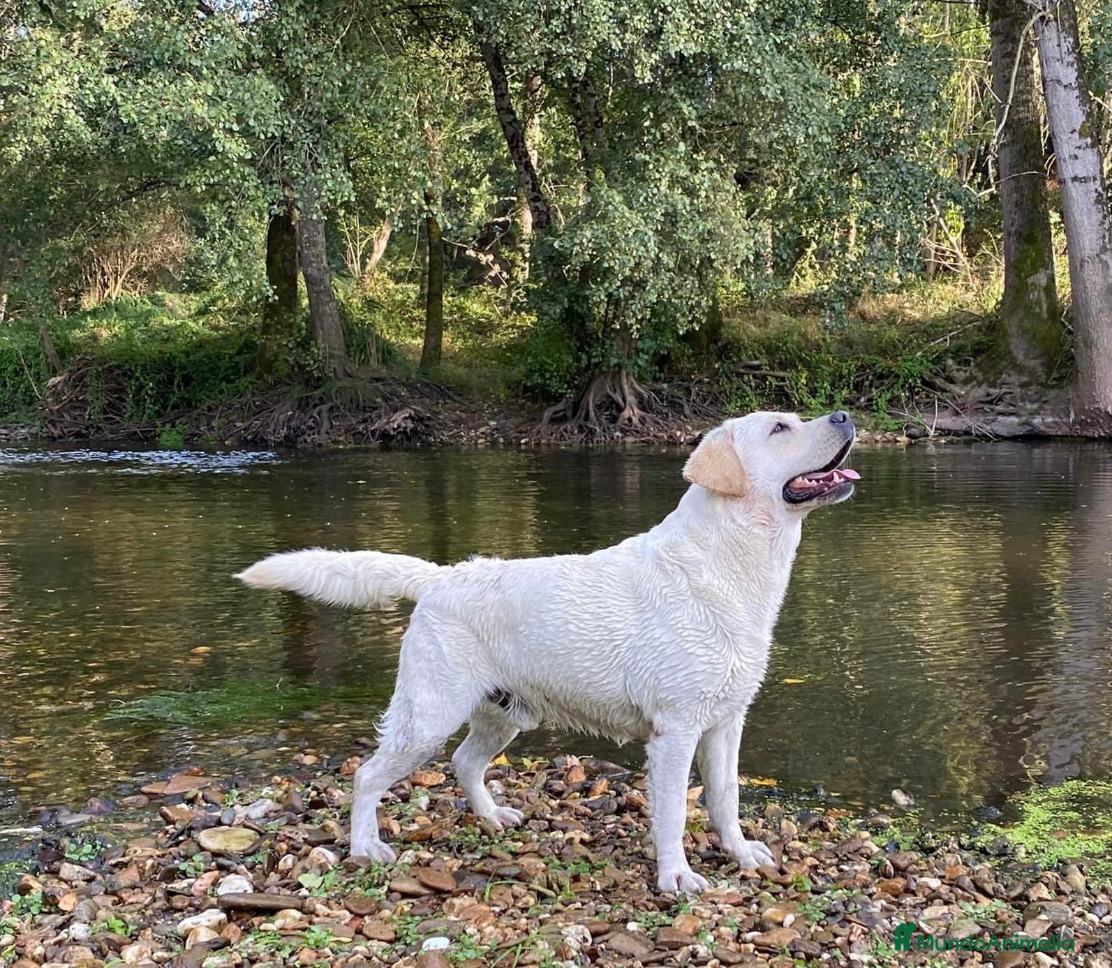 Labrador Retriever perros Camada disponible en color amarillo - Anuncio 2
