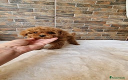 Caniche Toy perros en venta: MACHOS CANICHE ASIATICO 50% TEA CUP/TOY - Imagen 5