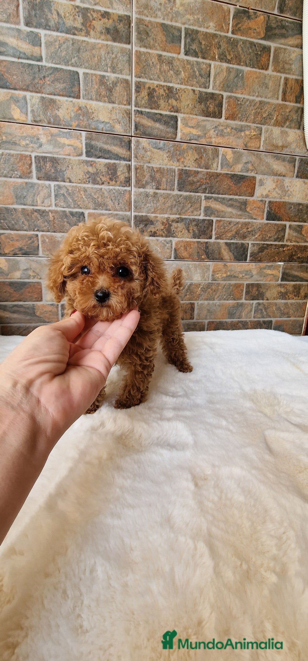 Caniche Toy perros en venta: MACHOS CANICHE ASIATICO 50% TEA CUP/TOY - Imagen 5
