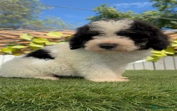 Perro de Agua Español perros en venta: PERRO DE AGUA MACHO - Imagen 16