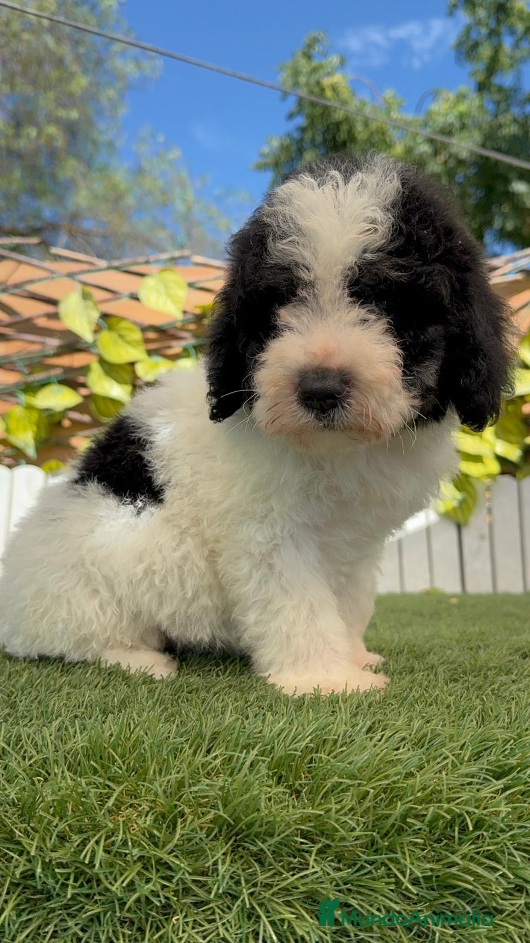 Perro de Agua Español perros en venta: PERRO DE AGUA MACHO - Imagen 16