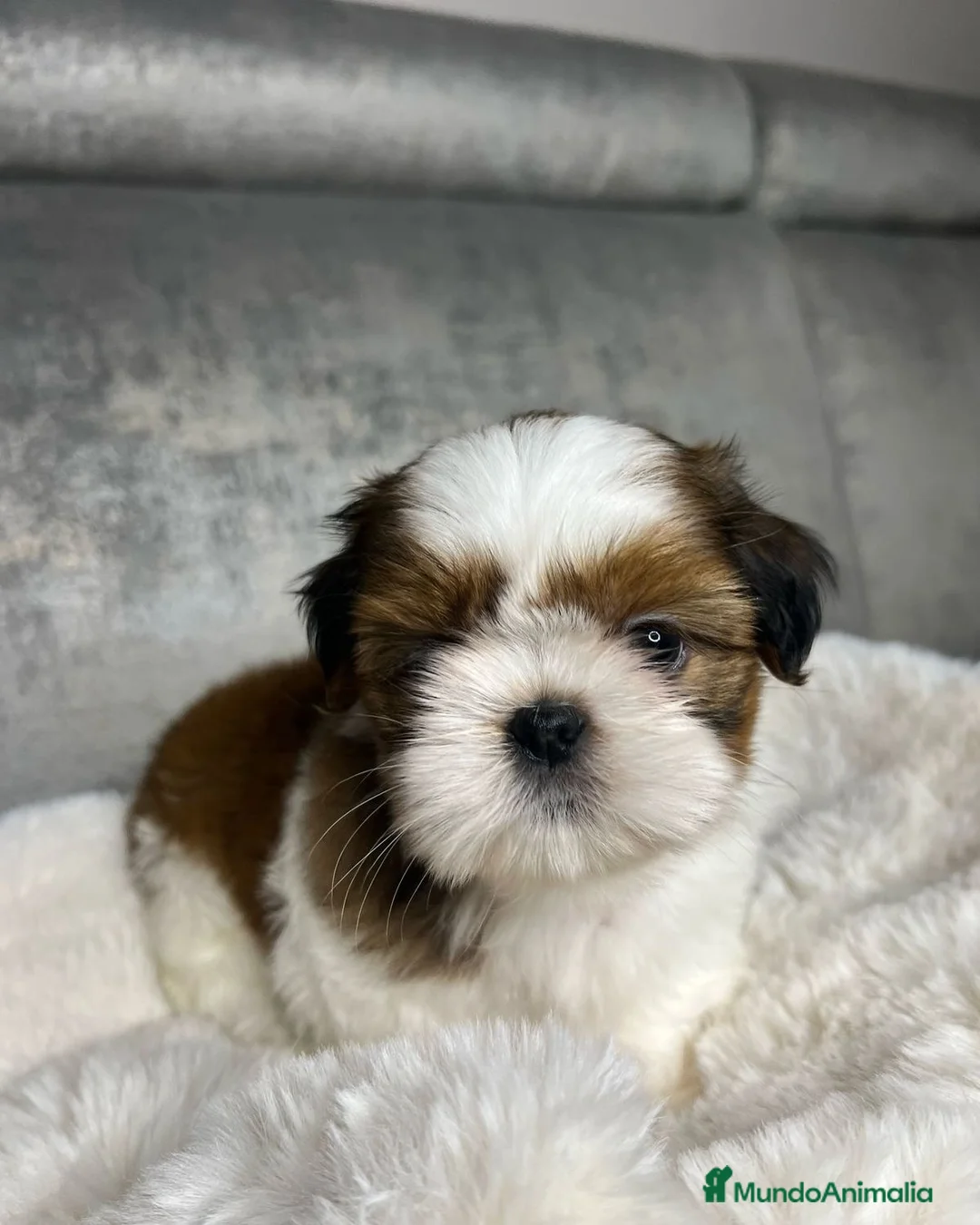 Shih Tzu perros en venta: Shih tzu bebé 🐾🪷 - Anuncio 3
