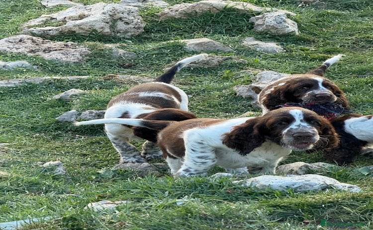 English Springer Spaniel perros - Anuncio 2