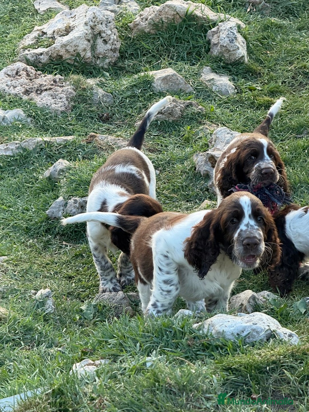 English Springer Spaniel perros en venta: Cachorros Springer Spaniel Inglés bco/hígado. - Imagen 1