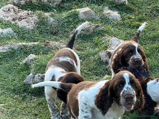 English Springer Spaniel perros - Anuncio 3