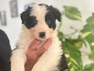 Border Collie perros Border Collie - Anuncio 2