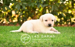 Labrador Retriever perros en venta: Cachorros de labrador dorado - Imagen 7