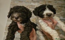 Perro de Agua Español perros en venta: Cachorros perros de agua - Imagen 7