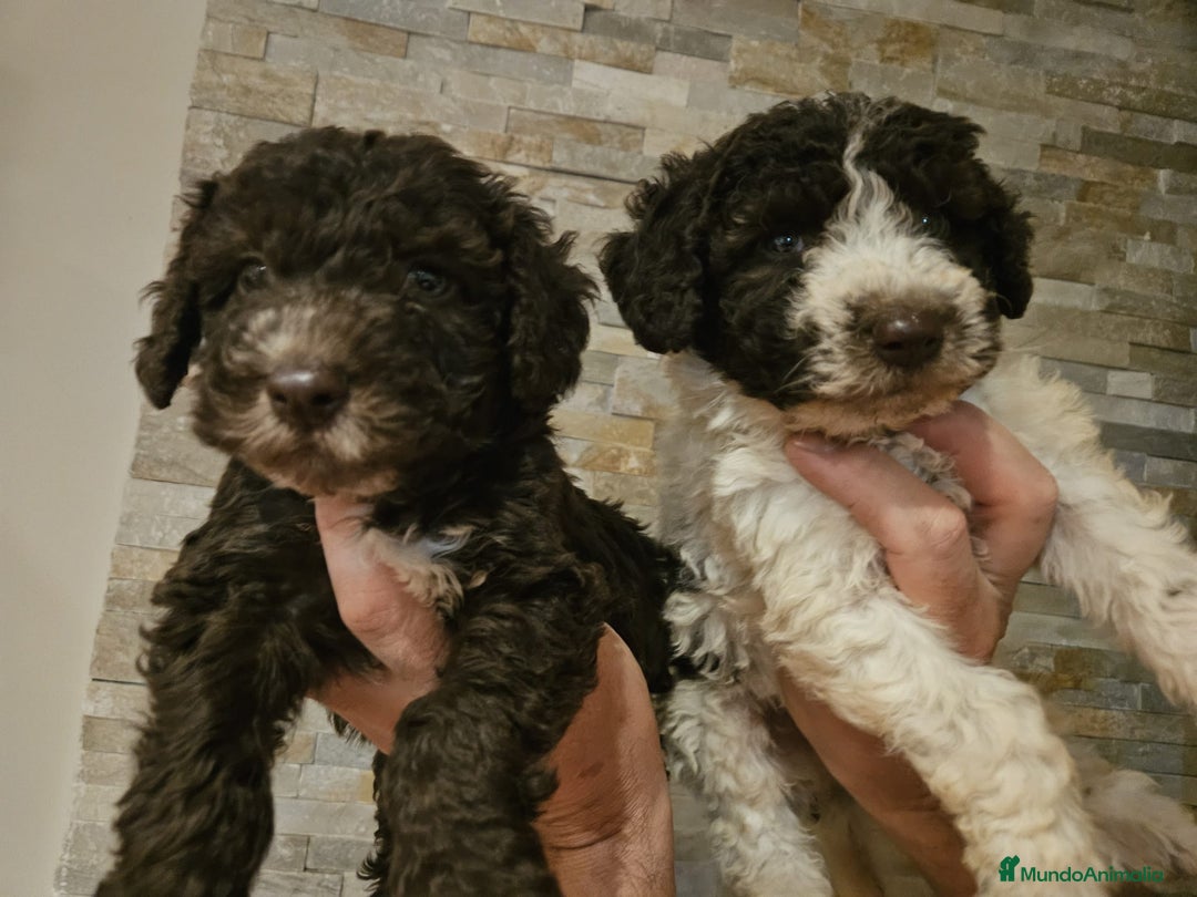 Perro de Agua Español perros en venta: Cachorros perros de agua - Imagen 7