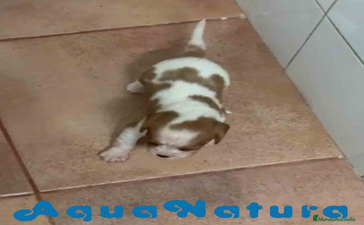 Cavalier King Charles Spaniel perros - Anuncio 1
