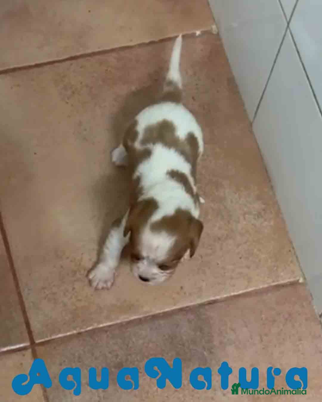 Cavalier King Charles Spaniel perros en venta: Cavalier King Macho de Molly AQUANATURA - Imagen 1