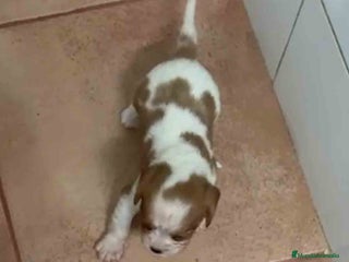 Cavalier King Charles Spaniel perros - Anuncio 1