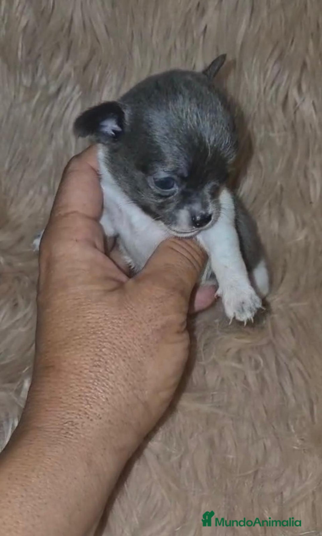 Chihuahua perros en venta: Chihuahuas rusos mini toy  - Imagen 17