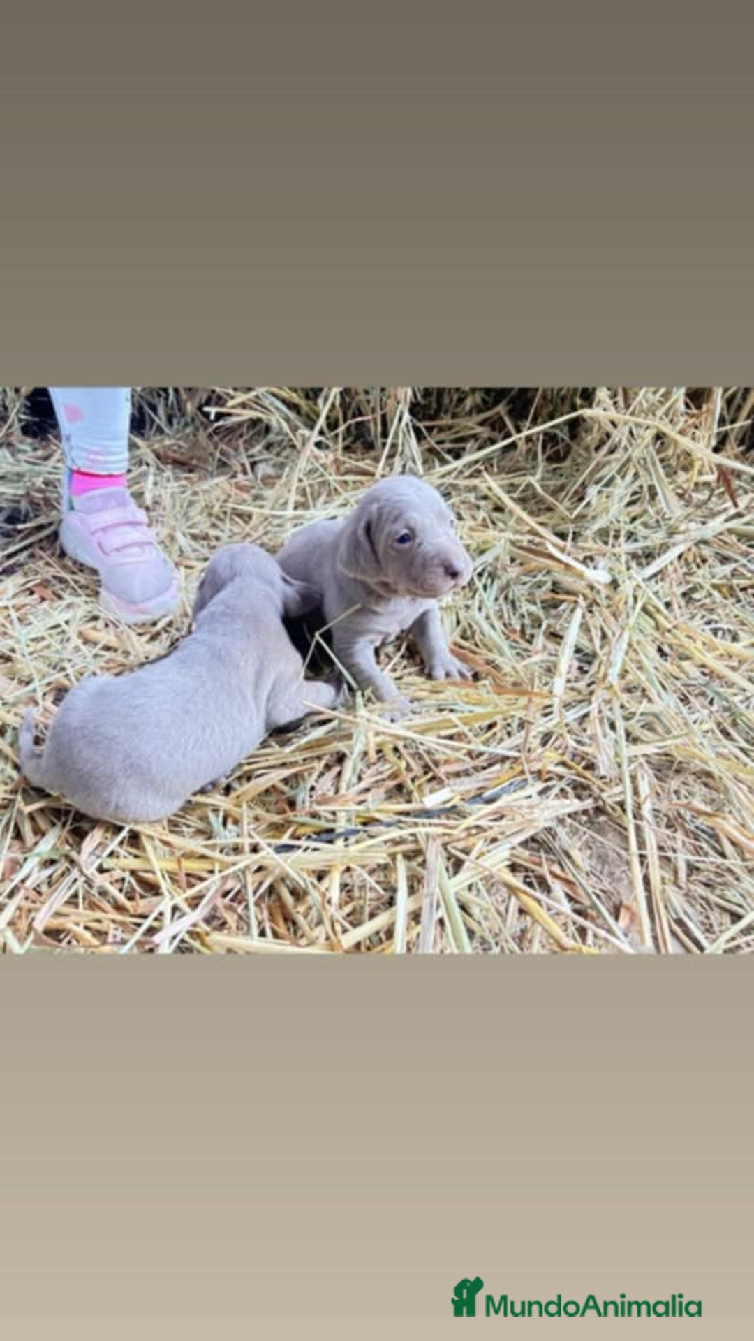 Weimaraner perros en venta: Disponible dos hembras de Braco de Weimar. - Anuncio 7