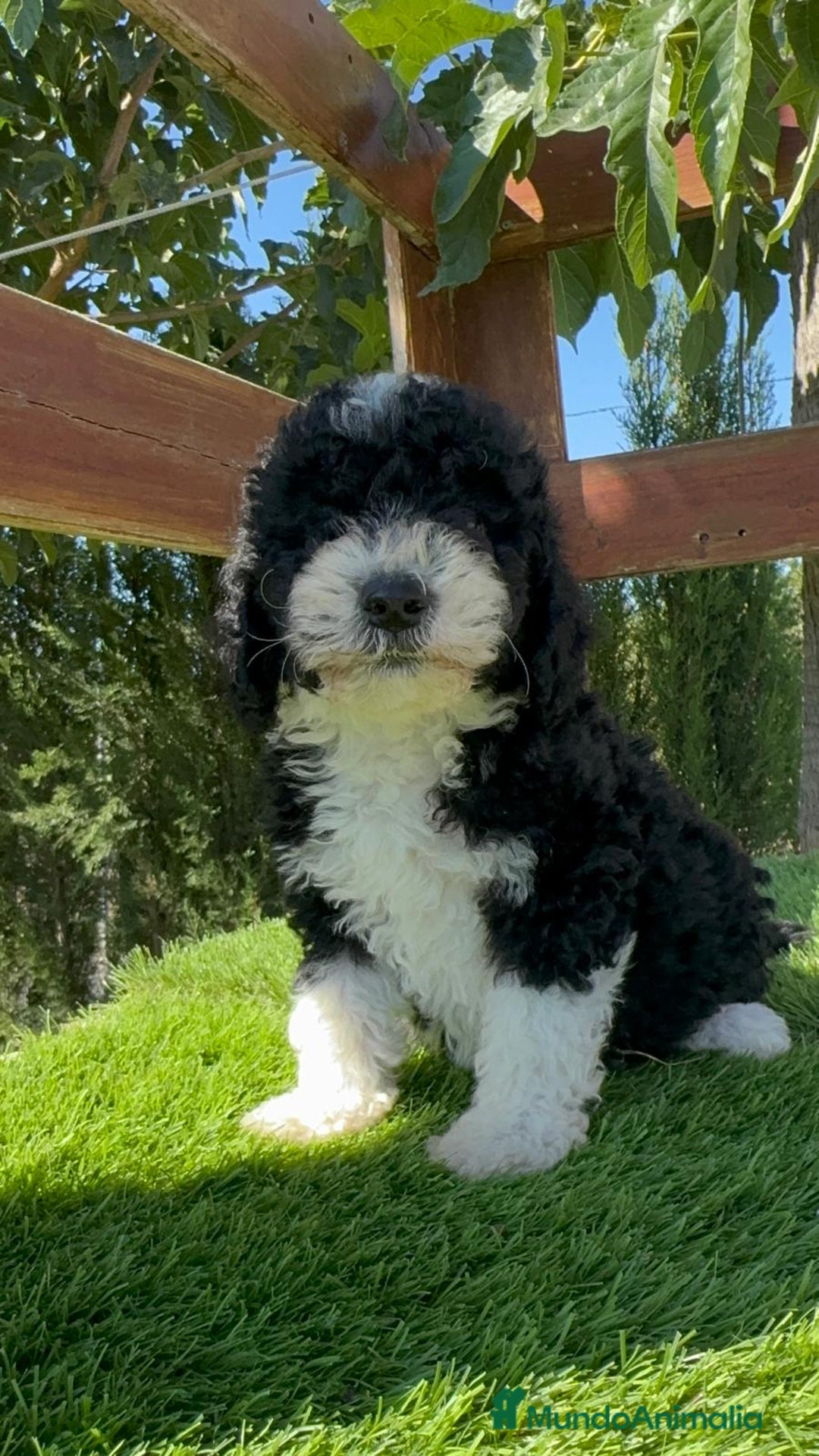 Perro de Agua Español perros en venta: PERRO DE AGUA MACHO - Imagen 9