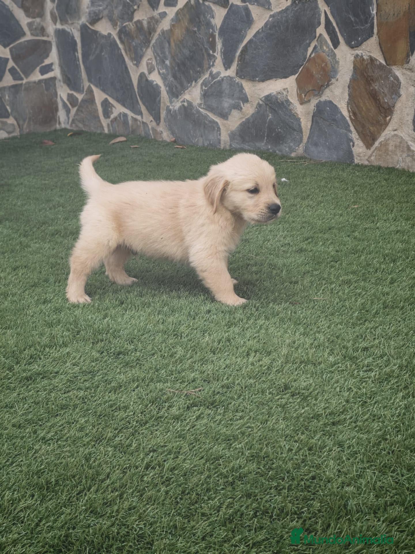 Golden Retriever perros Golden Retriever  - Anuncio 1