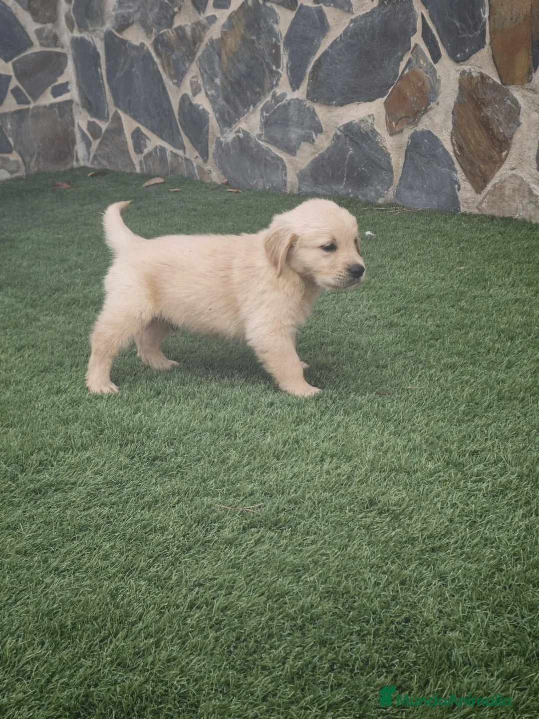 Golden Retriever perros en venta: Golden Retriever  - Anuncio 1