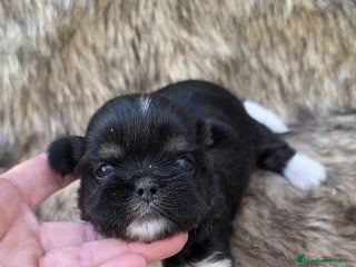 Shih Tzu perros - Anuncio 1