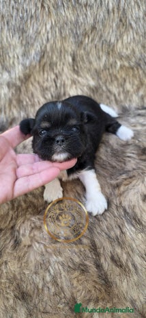 Shih Tzu perros - Anuncio 2