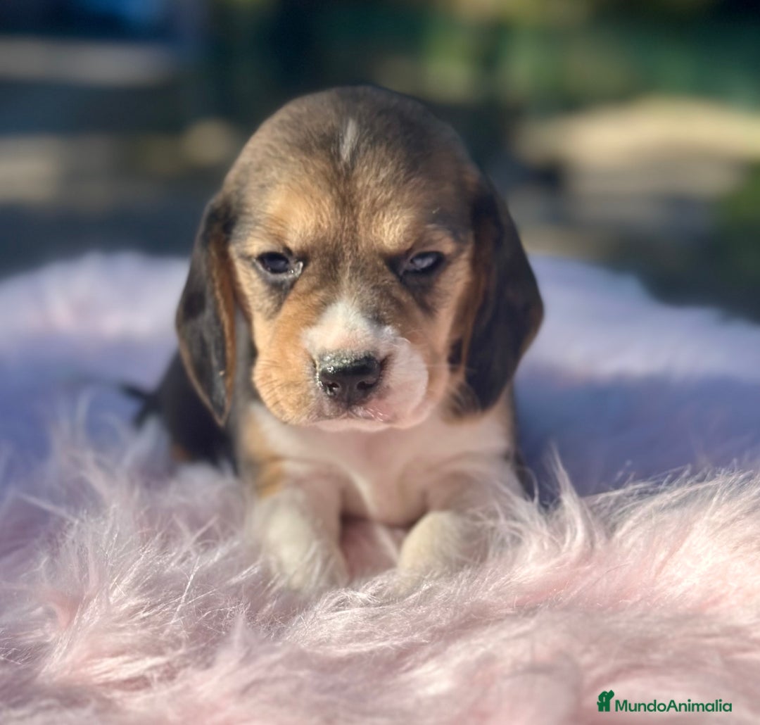 Beagle perros en venta: CAMADA DE BEAGLE DISPONIBLE PARA RESERVAR - Imagen 4