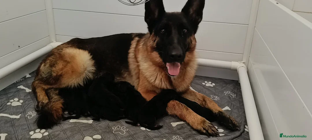 Pastor Alemán perros en venta: Pastor Alemán familia - Anuncio 8