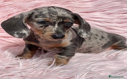 Teckel Miniatura perros en venta: Teckel arlequín Kaninchen   - Imagen 2