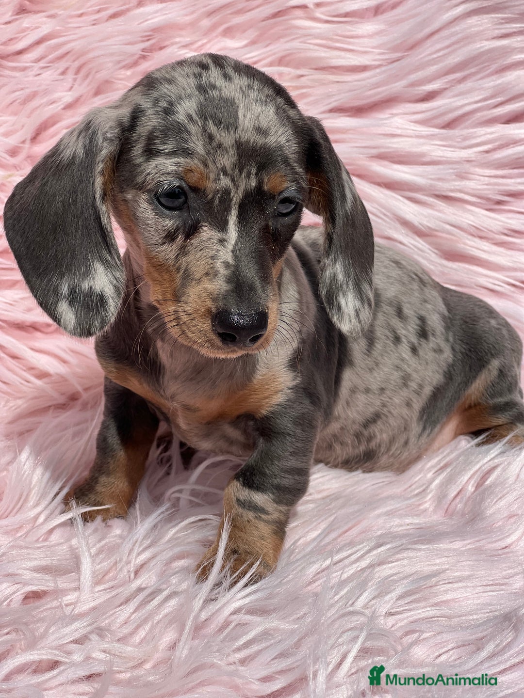 Teckel Miniatura perros en venta: Teckel arlequín Kaninchen   - Imagen 2