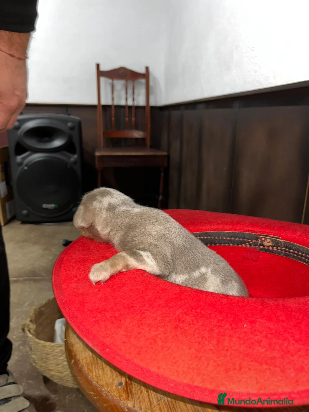 Pinscher Miniatura perros en venta: Mini Pinscher merle isabela - Anuncio 3