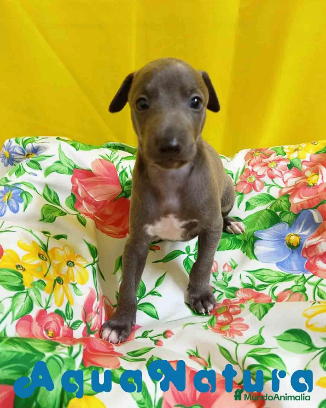 Pequeño Lebrel Italiano perros en venta: Lebrel Italiano Macho 1751 AQUANATURA - Anuncio 5